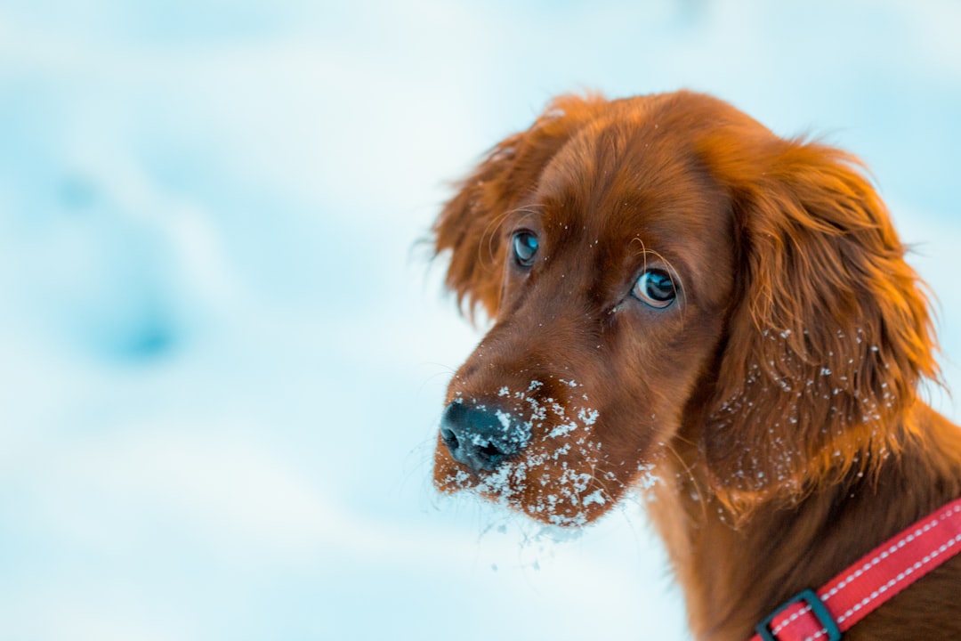 Uncovering the Mysterious World of Red Dogs